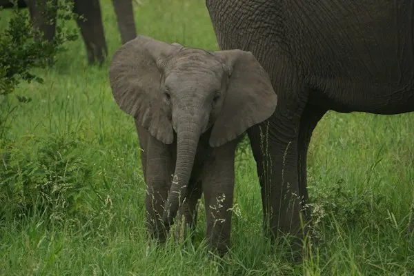 ELEPHANT